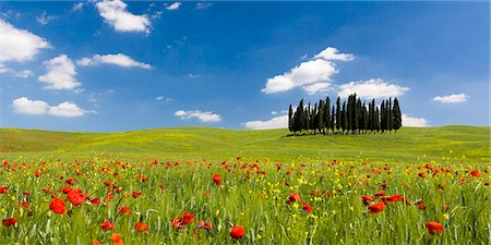 simsearch:6119-09161835,k - Panoramic view of Cypress trees and poppies on green field with blue cloudy sky near San Quirico d'Orcia, Val d'Orcia, UNESCO World Heritage Site, Tuscany, Italy, Europe Photographie de stock - Premium Libres de Droits, Code: 6119-09161834