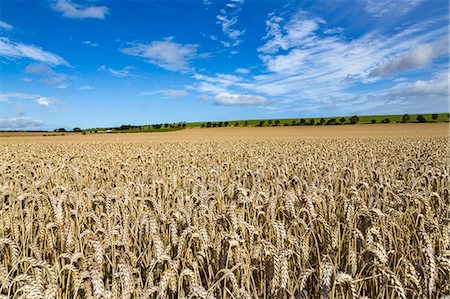 simsearch:6119-08797425,k - Large ripening wheat field in Northumberland, England, United Kingdom, Europe Stock Photo - Premium Royalty-Free, Code: 6119-09161943