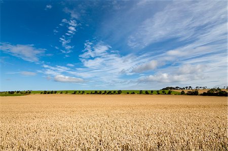 simsearch:6119-09238979,k - Large ripening wheat field in Northumberland, England, United Kingdom, Europe Stock Photo - Premium Royalty-Free, Code: 6119-09161942