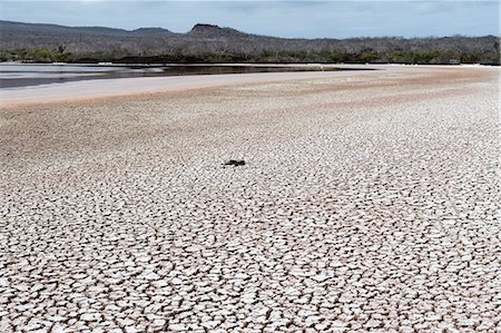 simsearch:6119-09238823,k - Floreana Island, Galapagos Islands, UNESCO World Heritage Site, Ecuador, South America Foto de stock - Sin royalties Premium, Código: 6119-09161905