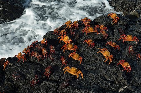 Sally Lightfoot Crab (Grapsus grapsus), Bachas beach, North Seymour Island, Galapagos Islands, UNESCO World Heritage Site, Ecuador, South America Stock Photo - Premium Royalty-Free, Code: 6119-09161906