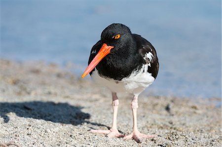 American oystercatcher (Haematopus palliatus), Bachas beach, North Seymour island, Galapagos Islands, Ecuador, South America Stock Photo - Premium Royalty-Free, Code: 6119-09161908