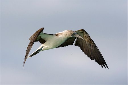 simsearch:6119-09073828,k - A blue-footed booby (Sula nebouxii) in flight, Galapagos Islands, Ecuador, South America Stock Photo - Premium Royalty-Free, Code: 6119-09161910