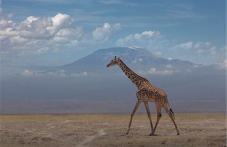 savanna grassland - Giraffe under Mount Kilimanjaro in Amboseli National Park, Kenya, East Africa, Africa Stock Photo - Premium Royalty-Free, Code: 6119-09161916