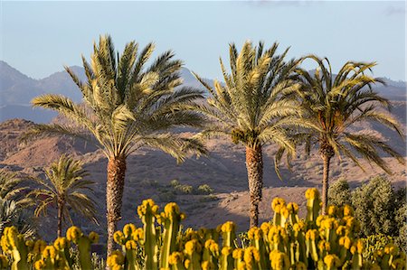sunlit mountains - Palm trees and mountains near Maspalomas, Gran Canaria, Canary Islands, Spain, Atlantic, Europe Stock Photo - Premium Royalty-Free, Code: 6119-09161921