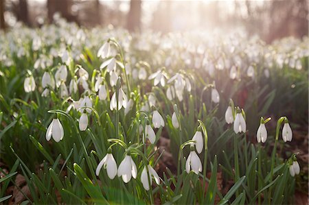 Snowdrops in winter woodland, The Cotswolds, Gloucestershire, England, United Kingdom, Europe Stock Photo - Premium Royalty-Free, Code: 6119-09162003