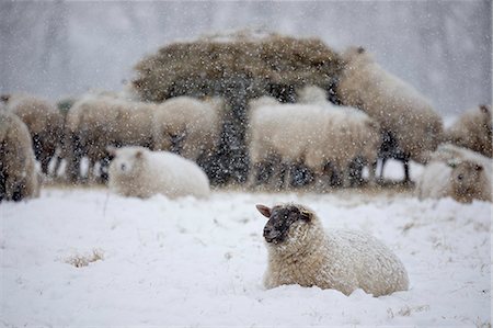 simsearch:6119-09062205,k - White sheep covered in snow lying down in snow and sheep eating hay, Burwash, East Sussex, England, United Kingdom, Europe Stock Photo - Premium Royalty-Free, Code: 6119-09162007