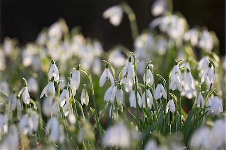 Snowdrops in winter woodland, The Cotswolds, Gloucestershire, England, United Kingdom, Europe Photographie de stock - Premium Libres de Droits, Code: 6119-09162004