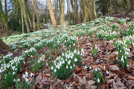 Snowdrops in woodland at the Rococo Garden, Painswick, The Cotswolds, Gloucestershire, England, United Kingdom, Europe Stock Photo - Premium Royalty-Free, Code: 6119-09162005