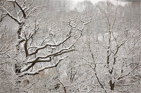 pictures rural east sussex england - Snow covered tree branches, Burwash, East Sussex, England, United Kingdom, Europe Foto de stock - Sin royalties Premium, Código: 6119-09162008