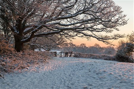 Snow covered High Weald landscape at sunrise, Burwash, East Sussex, England, United Kingdom, Europe Photographie de stock - Premium Libres de Droits, Code: 6119-09162010