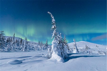 pallas-yllastunturi national park - Northern Lights (Aurora Borealis) above the snowy woods, Pallas-Yllastunturi National Park, Muonio, Lapland, Finland, Europe Foto de stock - Sin royalties Premium, Código: 6119-09170064