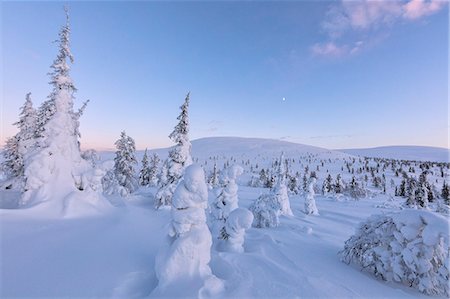 simsearch:6119-08062109,k - Frozen dwarf shrub and trees, Pallas-Yllastunturi National Park, Muonio, Lapland, Finland, Europe Foto de stock - Sin royalties Premium, Código: 6119-09170072