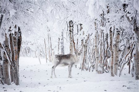 Reindeer in the frozen wood, Levi, Kittila, Lapland, Finland, Europe Stock Photo - Premium Royalty-Free, Code: 6119-09170075