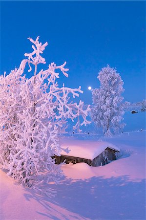 Dusk on frozen tree and hut, Sodankyla, Lapland, Finland, Europe Stock Photo - Premium Royalty-Free, Code: 6119-09170082