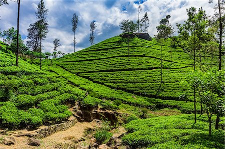sri lankan agriculture pictures - Scenic of the tea country in Sri Lanka, Asia Stock Photo - Premium Royalty-Free, Code: 6119-09170153
