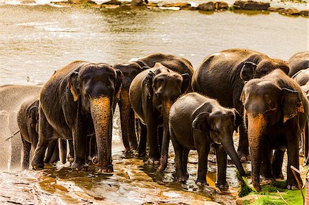 elephants - Elephants in Pinnawala, Sri Lanka, Asia Photographie de stock - Premium Libres de Droits, Code: 6119-09170154