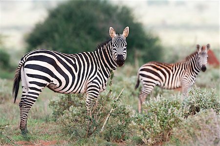 simsearch:6119-09170244,k - Plains zebras (Equus quagga), Tsavo, Kenya, East Africa, Africa Stock Photo - Premium Royalty-Free, Code: 6119-09170246