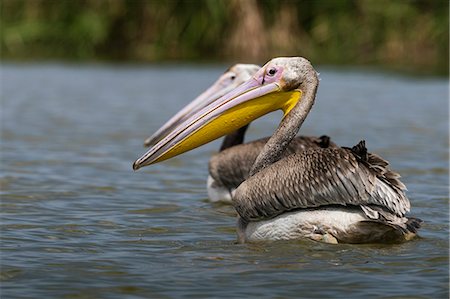 simsearch:6119-09170244,k - Great white pelican (Pelecanus onocrotalus), Tsavo, Kenya, East Africa, Africa Stock Photo - Premium Royalty-Free, Code: 6119-09170248