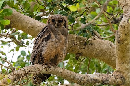 A Verreaux's eagle-owl (Bubo lacteus), perching on a tree, Tsavo, Kenya, East Africa, Africa Stock Photo - Premium Royalty-Free, Code: 6119-09170257