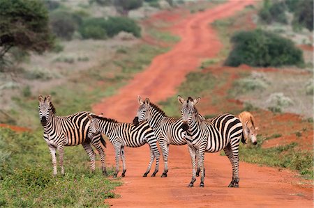simsearch:6119-09170244,k - Plains zebras (Equus quagga), Tsavo, Kenya, East Africa, Africa Stock Photo - Premium Royalty-Free, Code: 6119-09170254