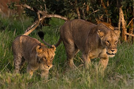 simsearch:6119-09101869,k - A lioness (Panthera leo) and cub, walking, Tsavo, Kenya, East Africa, Africa Stock Photo - Premium Royalty-Free, Code: 6119-09170264