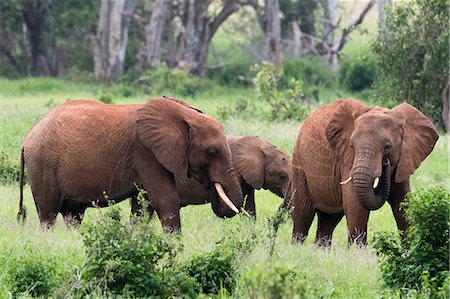 elefantito - African elephants (Loxodonta africana), Tsavo, Kenya, East Africa, Africa Foto de stock - Sin royalties Premium, Código: 6119-09170266