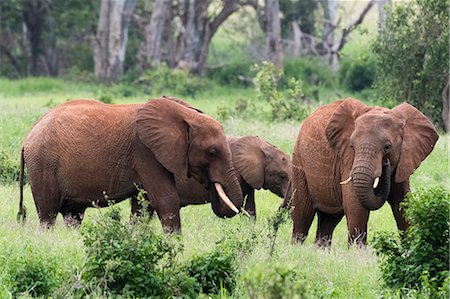 simsearch:6119-09101759,k - African elephants (Loxodonta africana), Tsavo, Kenya, East Africa, Africa Foto de stock - Royalty Free Premium, Número: 6119-09170266