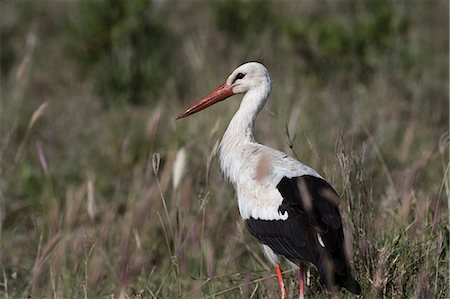 simsearch:6119-09101869,k - White stork (Ciconia ciconia), Tsavo, Kenya, East Africa, Africa Stock Photo - Premium Royalty-Free, Code: 6119-09170272