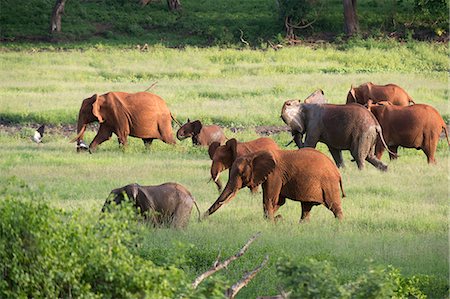 African elephants (Loxodonta africana), Tsavo, Kenya, East Africa, Africa Photographie de stock - Premium Libres de Droits, Code: 6119-09170238