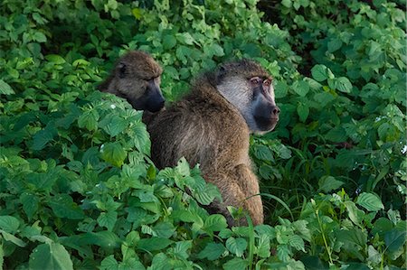 simsearch:6119-09170244,k - Two yellow baboons (Papio hamadryas cynocephalus), grooming, Tsavo, Kenya, East Africa, Africa Stock Photo - Premium Royalty-Free, Code: 6119-09170239