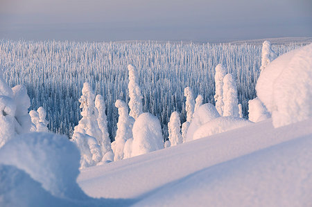 Frozen forest, Riisitunturi National Park, Posio, Lapland, Finland, Europe Foto de stock - Sin royalties Premium, Código: 6119-09182494