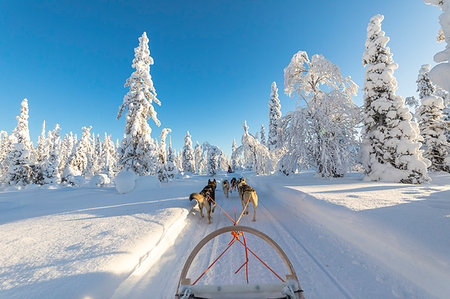 Dog sledding, Kuusamo, Northern Ostrobothnia region, Lapland, Finland, Europe Foto de stock - Sin royalties Premium, Código: 6119-09182513