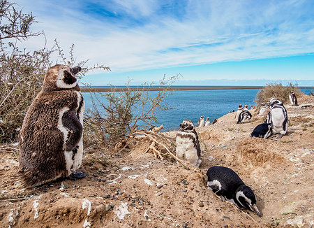 penguin - Magellanic penguins (Spheniscus magellanicus) in Caleta Valdes, Valdes Peninsula, Chubut Province, Patagonia, Argentina, South America Photographie de stock - Premium Libres de Droits, Code: 6119-09182664