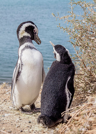 Magellanic penguins (Spheniscus magellanicus) in Caleta Valdes, Valdes Peninsula, Chubut Province, Patagonia, Argentina, South America Photographie de stock - Premium Libres de Droits, Code: 6119-09182665