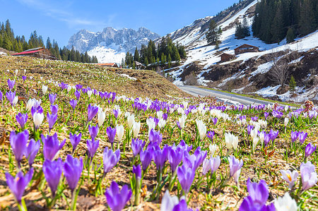 flower nobody - Flowering of crocus in Partnun, Prattigau valley, District of Prattigau/Davos, Canton of Graubunden, Switzerland, Europe Photographie de stock - Premium Libres de Droits, Code: 6119-09182722