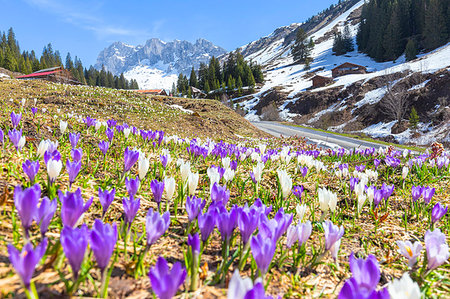 spring landscape nobody - Flowering of crocus in Partnun, Prattigau valley, District of Prattigau/Davos, Canton of Graubunden, Switzerland, Europe Stock Photo - Premium Royalty-Free, Code: 6119-09182722