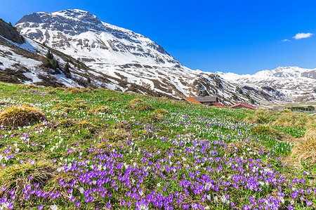 Flowering of purple crocus nivea at Julier Pass, Parc Ela, Region of Albula, Canton of Graubunden, Switzerland, Europe Photographie de stock - Premium Libres de Droits, Code: 6119-09182727