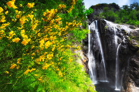 Mimosa flowering at the Cascata del Salto (Waterfall of Maggia), Maggia, Valle Maggia, Canto of Ticino, Switzerland, Europe Photographie de stock - Premium Libres de Droits, Code: 6119-09182737