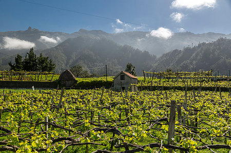 portuguese farm - View of vineyard and scenery between Sao Vicente and Funchal, Madeira, Portugal, Atlantic, Europe Stock Photo - Premium Royalty-Free, Code: 6119-09182977