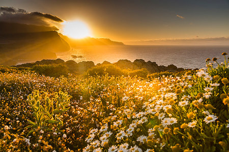 regiao autonoma da madeira - Rocky coast at the Ponta da Sao Lourenco and spring flowers at sunset, Eastern tip of the island, Madeira, Portugal, Atlantic, Europe Foto de stock - Sin royalties Premium, Código: 6119-09182982