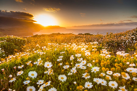 Rocky coast at the Ponta da Sao Lourenco and spring flowers at sunset, Eastern tip of the island, Madeira, Portugal, Atlantic, Europe Foto de stock - Sin royalties Premium, Código: 6119-09182984