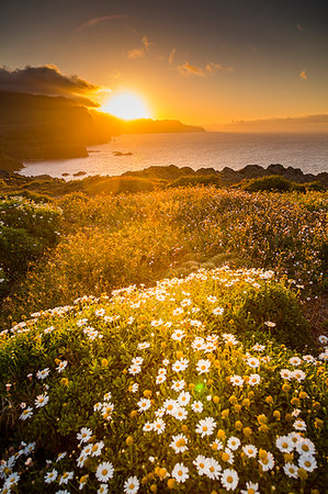 Rocky coast at the Ponta da Sao Lourenco and spring flowers at sunset, Eastern tip of the island, Madeira, Portugal, Atlantic, Europe Foto de stock - Royalty Free Premium, Número: 6119-09182986