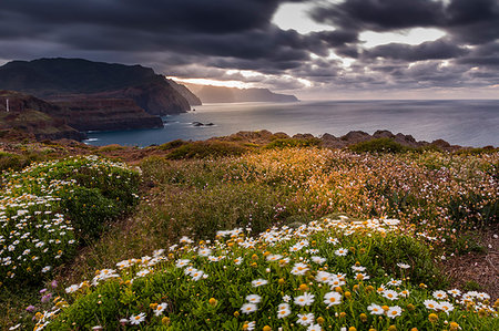 Rocky coast at the Ponta da Sao Lourenco and spring flowers at sunset, Eastern tip of the island, Madeira, Portugal, Atlantic, Europe Photographie de stock - Premium Libres de Droits, Code: 6119-09182988