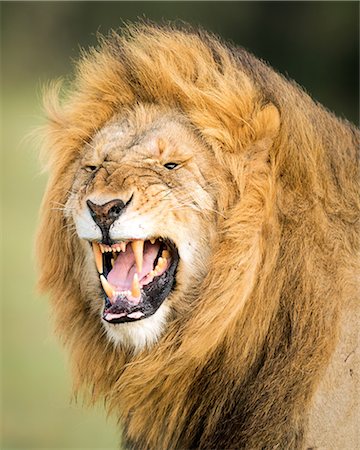 Roaring Lion, Masai Mara, Kenya, East Africa, Africa Photographie de stock - Premium Libres de Droits, Code: 6119-09101756