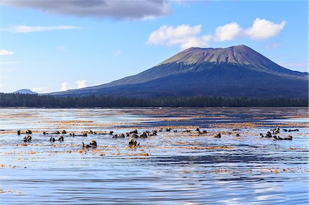 Sea otters (Enhyrda lutris), endangered species, and Mount Edgecumbe, extinct volcano, Sitka Sound, Sitka, Southeast Alaska, United States of America, North America Stockbilder - Premium RF Lizenzfrei, Bildnummer: 6119-09101704