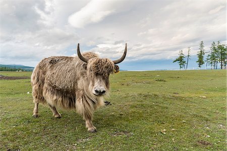 Yak on the shores of Hovsgol Lake, Hovsgol province, Mongolia, Central Asia, Asia Foto de stock - Sin royalties Premium, Código: 6119-09101848