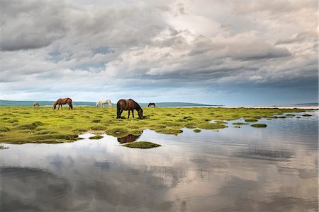 Horses grazing on the shores of Hovsgol Lake, Hovsgol province, Mongolia, Central Asia, Asia Stock Photo - Premium Royalty-Free, Code: 6119-09101849