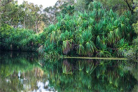 Yellow Water billabong and wetland, Kakadu National Park, UNESCO World Heritage Site, Northern Territory, Australia, Pacific Stock Photo - Premium Royalty-Free, Code: 6119-09101859