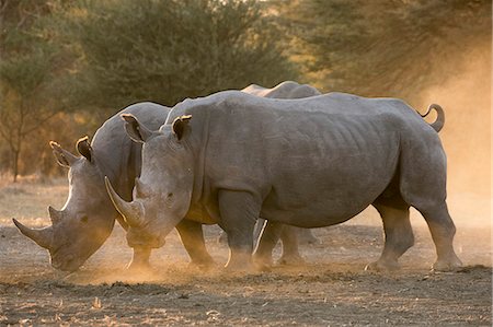 Two white rhinoceroses (Ceratotherium simum) walking in the dust at sunset, Botswana, Africa Stock Photo - Premium Royalty-Free, Code: 6119-09101870
